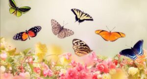 kleurrijke vlinders