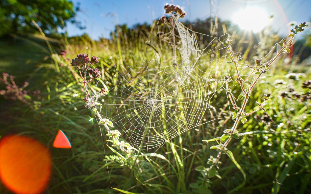 Natuurlijk tuinieren: 4 stippen behaald!