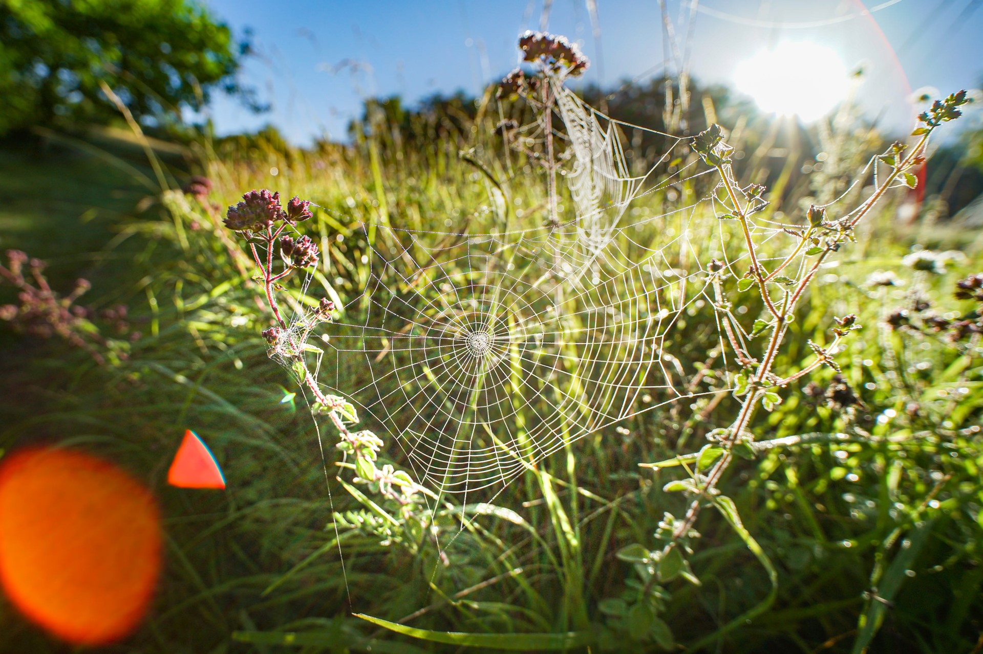 Spinnenweb in bijenlint