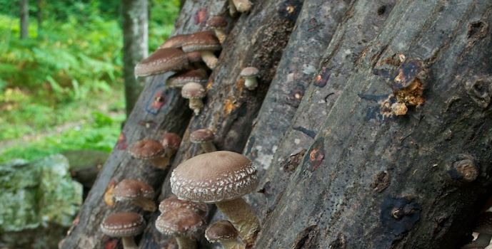 Workshop Paddenstoelen enten