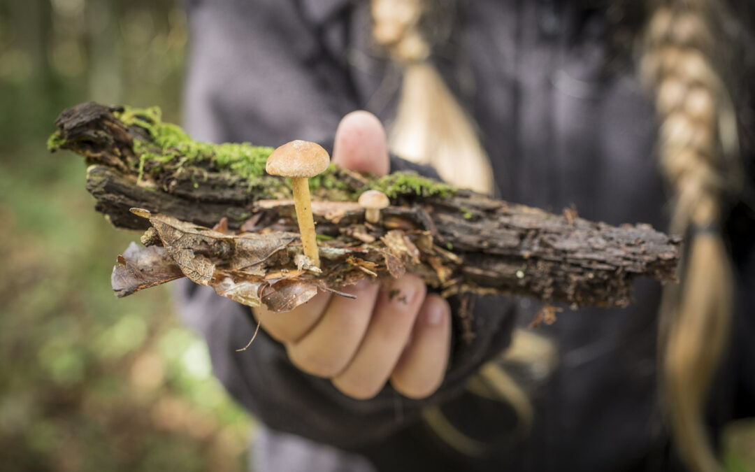 Paddenstoelen-wandeling