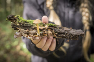 Paddenstoelen-wandeling